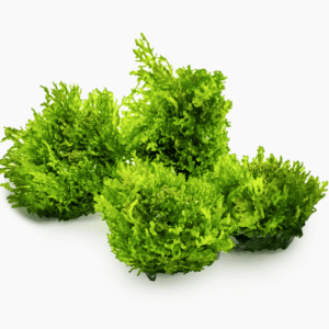 Riccardia Chamedryfolia