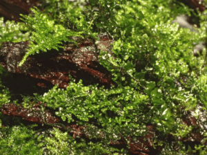 Riccardia Chamedryfolia