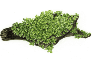 Riccardia Chamedryfolia