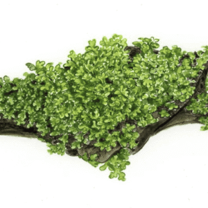 Riccardia Chamedryfolia