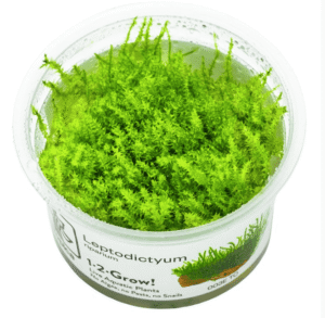 Leptodictyum Riparium