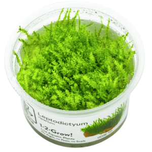 Leptodictyum Riparium