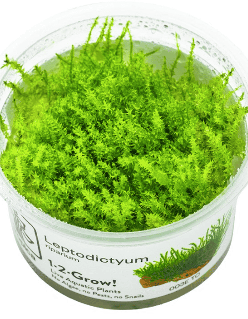 Leptodictyum Riparium