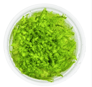 Leptodictyum Riparium