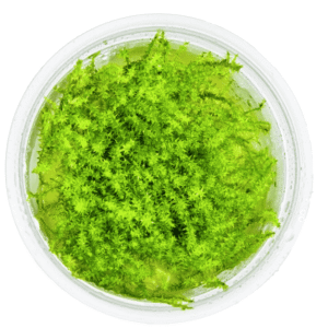 Leptodictyum Riparium