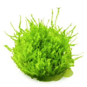 Leptodictyum Riparium