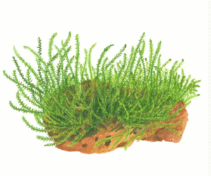 Leptodictyum Riparium