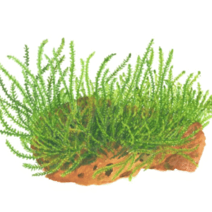 Leptodictyum Riparium