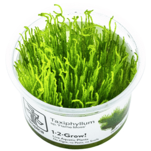 Taxiphyllum sp. ’Flame Moss’