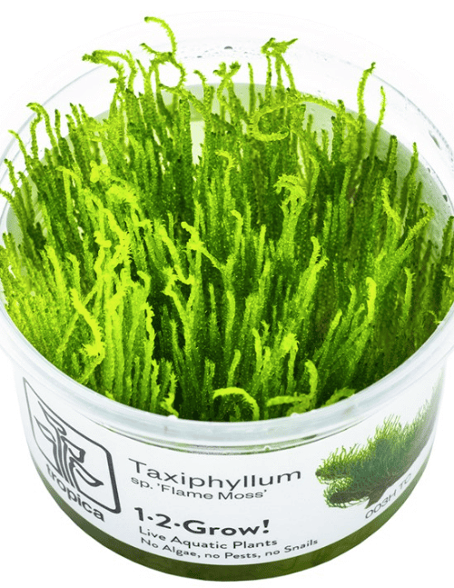 Taxiphyllum sp. ’Flame Moss’