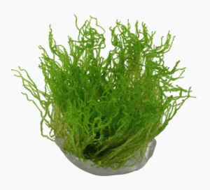 Taxiphyllum sp. ’Flame Moss’