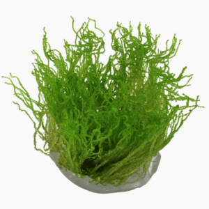 Taxiphyllum sp. ’Flame Moss’