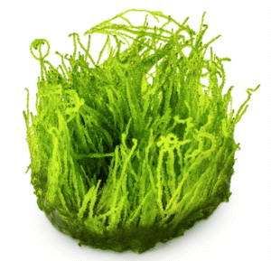 Taxiphyllum sp. ’Flame Moss’