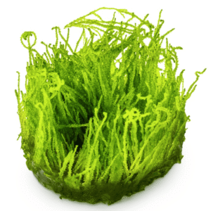 Taxiphyllum sp. ’Flame Moss’