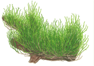 Taxiphyllum sp. ’Flame Moss’
