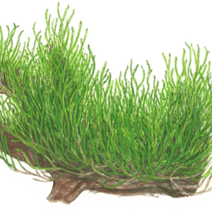 Taxiphyllum sp. ’Flame Moss’