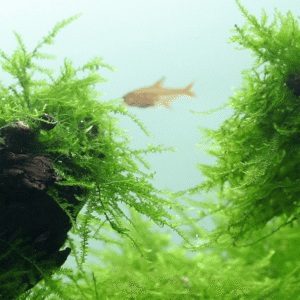 Taxiphyllum Barbieri 'Bogor Moss'