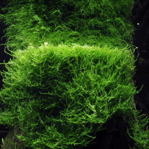 Taxiphyllum Barbieri 'Bogor Moss'