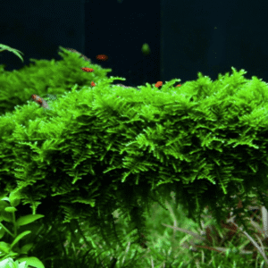 Vesicularia Montagnei 'Christmas Moss'