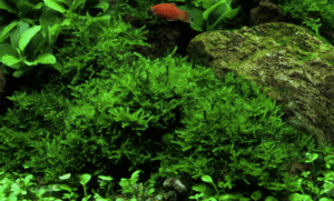 Vesicularia Montagnei 'Christmas Moss'