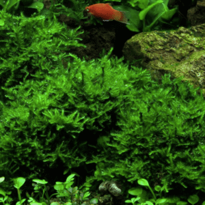 Vesicularia Montagnei 'Christmas Moss'