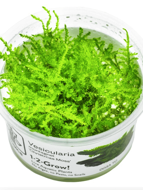Vesicularia Montagnei 'Christmas Moss'