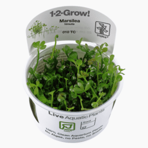Marsilea Hirsuta