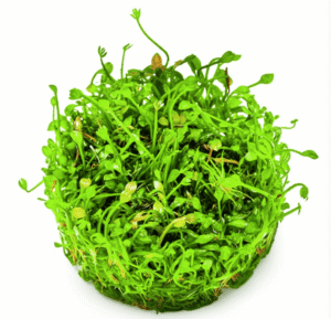 Captura de Pantalla 2025-04-06 a la(s) 20.09.12 Marsilea Minuta