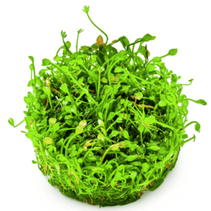 Captura de Pantalla 2025-04-06 a la(s) 20.09.12 Marsilea Minuta