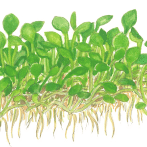 Captura de Pantalla 2025-04-06 a la(s) 20.09.21 Marsilea Minuta