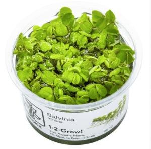 Salvinia Minima