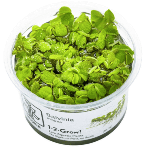 Salvinia Minima