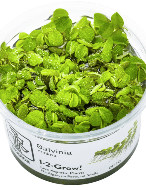 Salvinia Minima