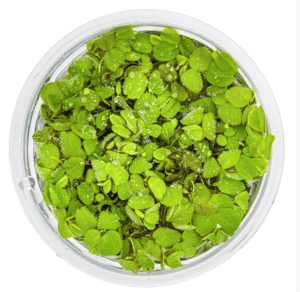 Salvinia Minima