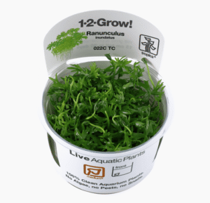 Ranunculus Inundatus