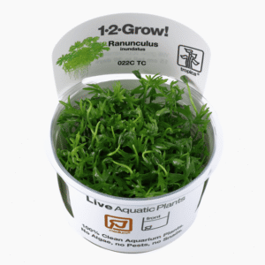 Ranunculus Inundatus