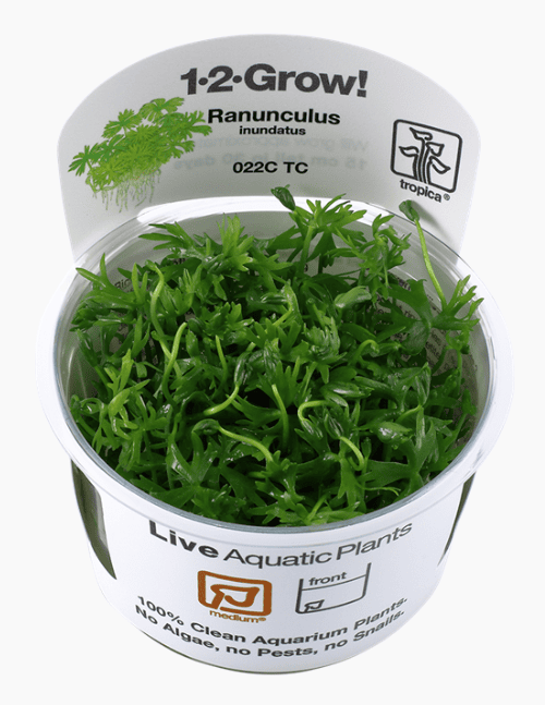 Ranunculus Inundatus