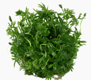 Ranunculus Inundatus