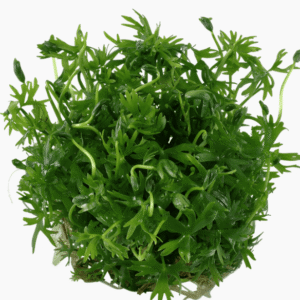 Ranunculus Inundatus