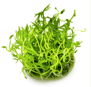 Ranunculus Inundatus