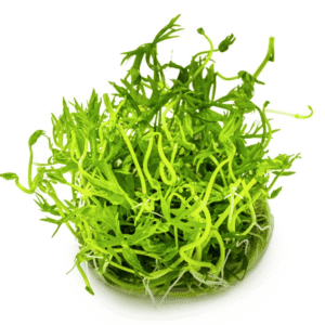 Ranunculus Inundatus