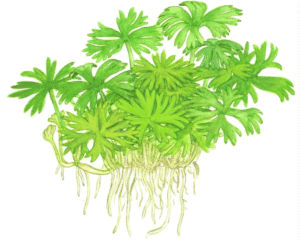 Ranunculus Inundatus