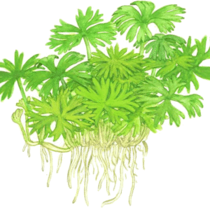 Ranunculus Inundatus