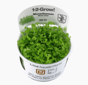 Micranthemum Tweediei 'Monte Carlo'