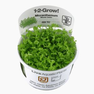 Micranthemum Tweediei 'Monte Carlo'