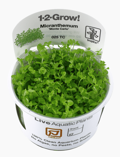Micranthemum Tweediei 'Monte Carlo'