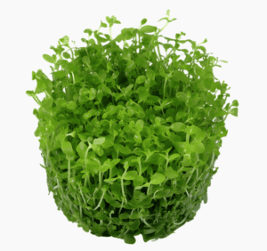 Micranthemum Tweediei 'Monte Carlo'