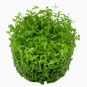 Micranthemum Tweediei 'Monte Carlo'