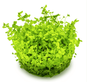 Micranthemum Tweediei 'Monte Carlo'