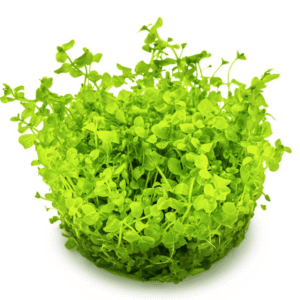 Micranthemum Tweediei 'Monte Carlo'